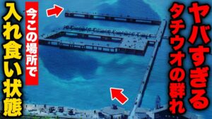 【緊急公開】今タチウオが爆釣してる釣り公園が凄すぎた。足元にギラギラの群れが湧いて入れ食い状態、釣れまくりの衝撃映像！！！ #太刀魚