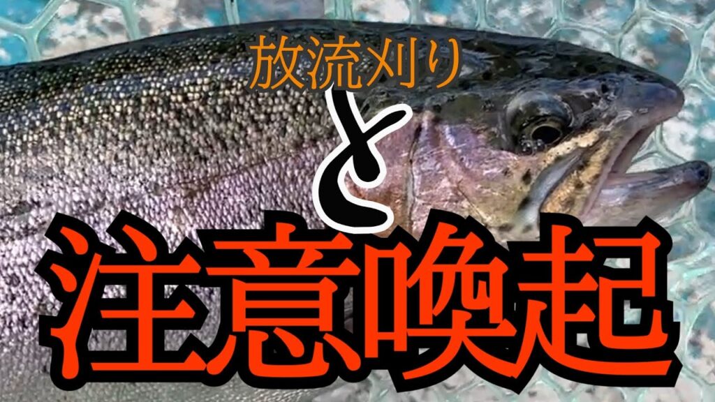 放流と言うものを体験したい、注意喚起(エリアトラウト、管釣り初心者、管理釣り場)