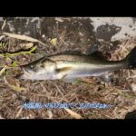 【ボイル復活？？】涸沼夜のシーバス　『釣れない』ボイルがそれなりに増　デカい奴のボイルが聞こえるも釣れません　【相変わらずハダラ強い！】