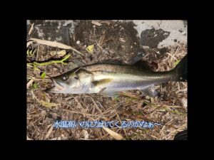 【ボイル復活??】涸沼夜のシーバス 『釣れない』ボイルがそれなりに増 デカい奴のボイルが聞こえるも釣れません 【相変わらずハダラ強い!】