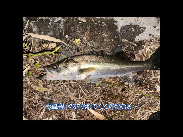 【ボイル復活??】涸沼夜のシーバス 『釣れない』ボイルがそれなりに増 デカい奴のボイルが聞こえるも釣れません 【相変わらずハダラ強い!】