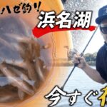 【ハゼ釣り】今がチャンス！浜名湖で爆釣！