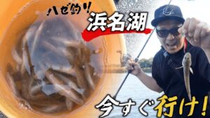 【ハゼ釣り】今がチャンス！浜名湖で爆釣！