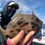 【釣り公園でカワハギ釣り】脇田海釣り桟橋で今年も開幕カワハギ釣り！この仕掛けとエサで釣れたよ【好きっちゃ釣行記】