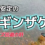 【管理釣り場】たちまち何か釣りたい時はこの魚！　※たちまち→広島弁でとりあえず