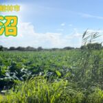 城沼でヘラブナ釣り！なぜかマブナ乱舞､､､