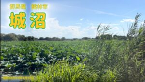 城沼でヘラブナ釣り！なぜかマブナ乱舞､､､