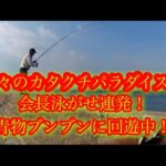 【浜名湖】 海釣り公園 青物 ヒラメ カタクチ イワシ ママカリ 泳がせ 連発