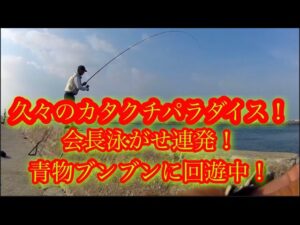 【浜名湖】 海釣り公園 青物 ヒラメ カタクチ イワシ ママカリ 泳がせ 連発