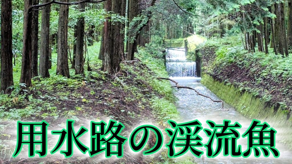 用水路餌釣り　　水路には綺麗な渓流魚が棲んでいる！