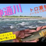 【２０２５年８月２４日　神通川鮎釣り二日目　荒瀬をノーマルで攻める】