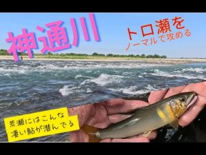 【2025年8月24日 神通川鮎釣り二日目 荒瀬をノーマルで攻める】