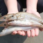 【投げ釣り】良型キスたちの季節【遠州灘・表浜・田原サーフ】