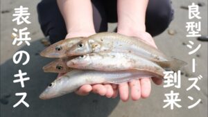 【投げ釣り】良型キスたちの季節【遠州灘・表浜・田原サーフ】