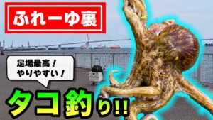 【ふれーゆ裏】足場よし!やりやすい!堤防タコ釣り♪ 〜神奈川県・横浜市のオススメ釣り場〜