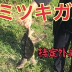 印旛沼水系で特定外来生物カミツキガメ釣り