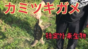 印旛沼水系で特定外来生物カミツキガメ釣り