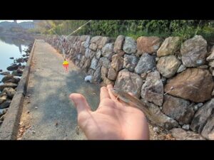 注意喚起⚠釣れた魚が狙われます🐟【浜名湖釣り】🎣