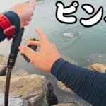 【浜名湖】ライトゲームで遊んでたらいきなり大物が！？