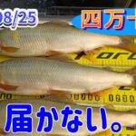 四万十川でデカ鮎釣り、大物の潜んでいる場所を狙った。