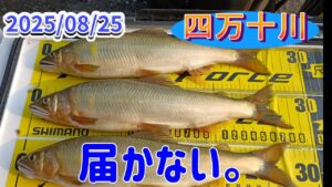 四万十川でデカ鮎釣り、大物の潜んでいる場所を狙った。