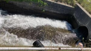 豊平川にある入れ食いの用水路で釣り