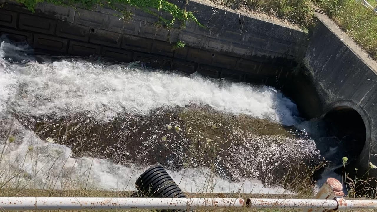 豊平川にある入れ食いの用水路で釣り