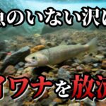 イワナを釣って放流—魚のいない沢で繁殖は起こる？【渓流釣り】