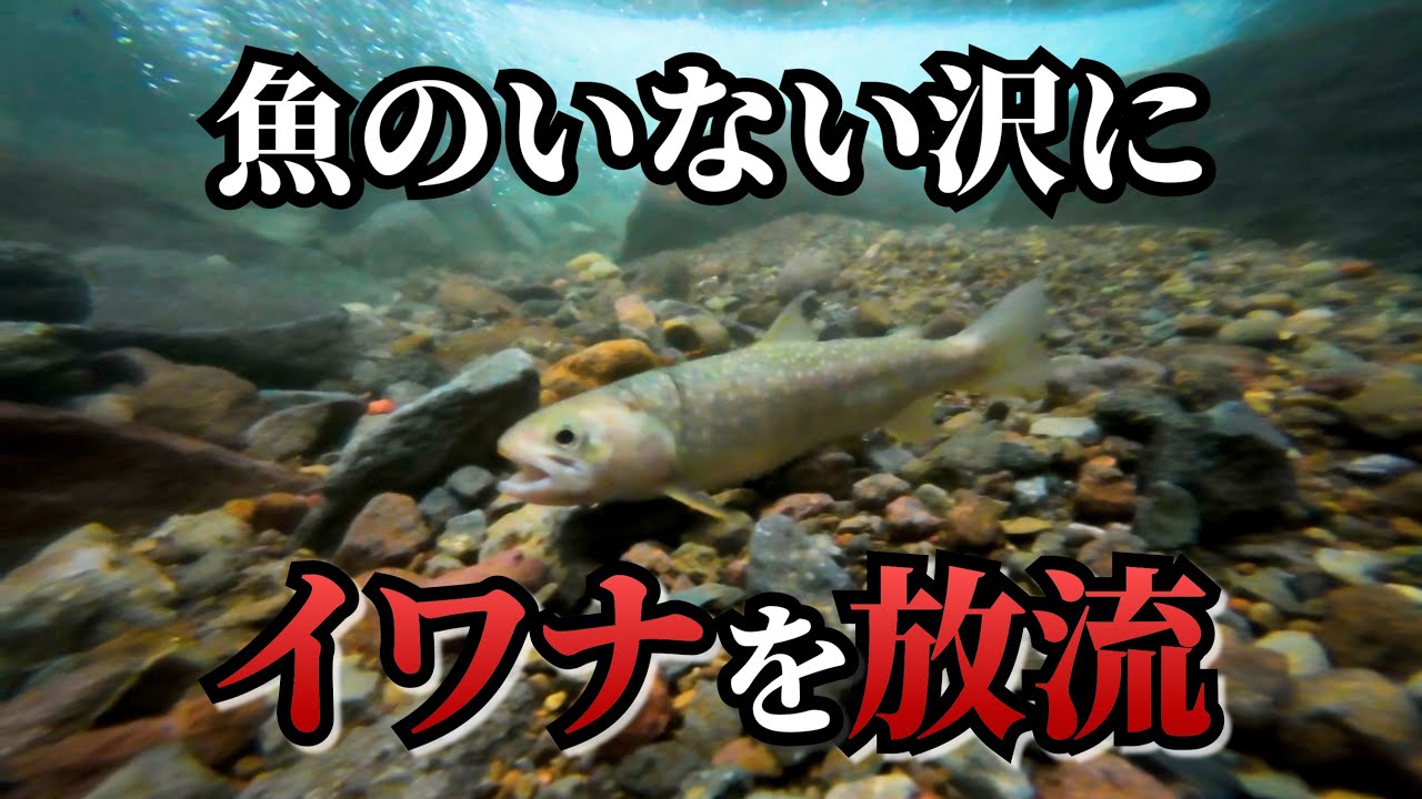 イワナを釣って放流—魚のいない沢で繁殖は起こる?【渓流釣り】