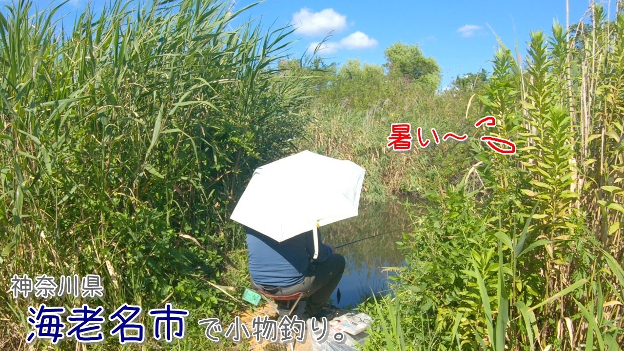 今日は海老名でエビ祭り?? 真夏の相模川のワンドは何釣れる? 神奈川県 海老名市で小物釣り。