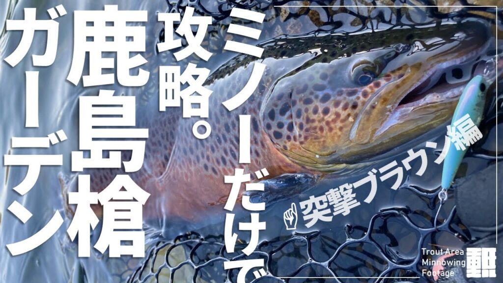 ブラウントラウトも本気で泳ぐとこんなに速いのか…【管理釣り場】【エリアミノーイング】【鹿島槍ガーデン】