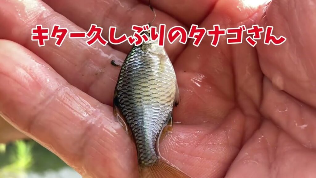 手賀沼で小物釣り「クソ暑かったり肌寒かったり」