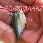 手賀沼で小物釣り「クソ暑かったり肌寒かったり」