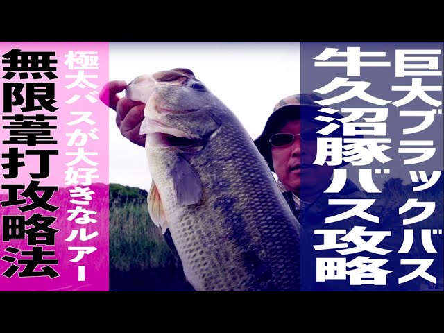 【バス釣り】牛久沼2キロ超えの豚バスを狙え!究極のバスロッドで快適フィッシング【牛久沼攻略】