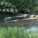 うなぎ釣りうなぎマン　適温探して上流へ　カワムツでキロクラス