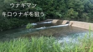 うなぎ釣りうなぎマン　適温探して上流へ　カワムツでキロクラス