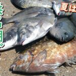 【浜名湖】握る！投げる！最高の釣り！【ダンゴ釣り・黒鯛】