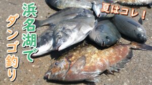 【浜名湖】握る!投げる!最高の釣り!【ダンゴ釣り・黒鯛】