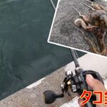 タコ釣りに行って来ました！【海釣り】