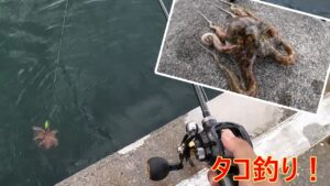 タコ釣りに行って来ました！【海釣り】