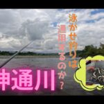 【２０２５年８月２日　神通川鮎釣り。縦竿の泳がせ釣りは通用するのか】