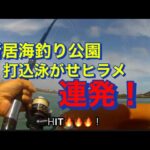【浜名湖】海釣り公園 サビキ ぶっ込み 泳がせ ヒラメ 連発 ベイト 沢山