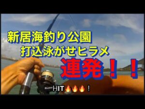 【浜名湖】海釣り公園 サビキ ぶっ込み 泳がせ ヒラメ 連発 ベイト 沢山