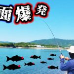 天草の海で魚だらけのところにルアーを投げると！