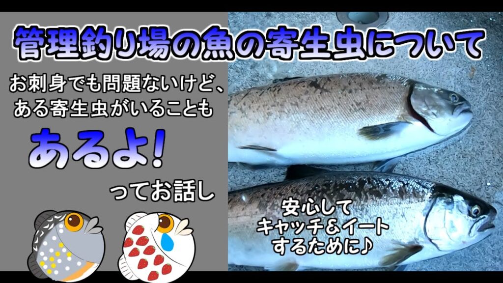 【エリアトラウト】管理釣り場の魚の寄生虫について知っておきたいこと【ウオジラミ・サルミンコーラ】