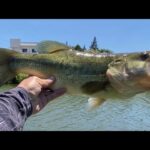 真夏の霞ヶ浦 ハードボトムを釣る！ バス釣り　おかっぱり