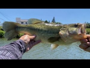真夏の霞ヶ浦 ハードボトムを釣る！ バス釣り　おかっぱり