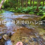 【渓流ルアー】南会津でハシゴ！"渇水・涼渓・黒イワナ" 釣りを愉しむ【東部】