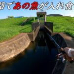 この水路であの魚が入れ食い！！そして久々にあの魚も釣れました♪