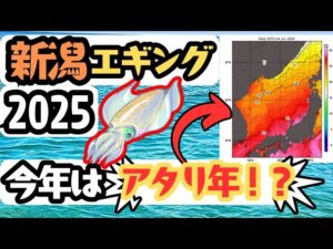 【考察】今年のエギングはどうなる!?海水温を比較して予想してみました!【釣り】